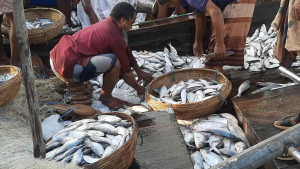 সাগরে ইলিশ মিলছে কম, চড়া দাম আড়তে