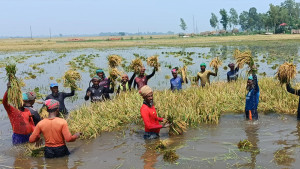 আকস্মিক বন্যায় চলনবিলে ডুবল বোরো ধান
