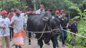 ‘কালো মানিক’ নিয়ে বাড়ি ফিরলেন সোহাগ মৃধা