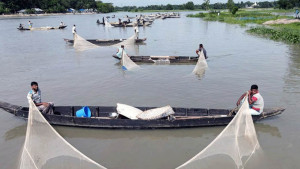 হালদার রেণু প্রতি কেজি দেড় লাখ টাকা