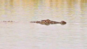নোয়াখালীর পুকুরে দেখা মিলল কুমিরের