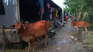 নানা সংকটে আবাসন ছাড়ছেন বাসিন্দারা