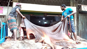 পাঁচ দিনে পাঁচ লাখ চামড়া এসেছে ট্যানারি পল্লিতে