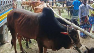 পশুর হাটে ক্রেতা কম, শঙ্কায় খামারিরা