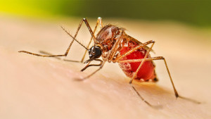 পাঁচ মাসের চেয়ে বেশি রোগী জুনের ২৭ দিনে