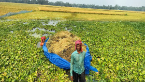 বন্যায় নষ্ট ধান নিয়ে কৃষকের মাথায় হাত