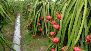 বিদেশি ফল উৎপাদনে শীর্ষে যশোর অঞ্চল