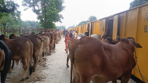 ৪০০ গরু নিয়ে জামালপুর ছাড়ল ক্যাটল স্পেশাল ট্রেন