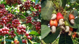 নতুন সম্ভাবনার নাম কফি-কাজুবাদাম