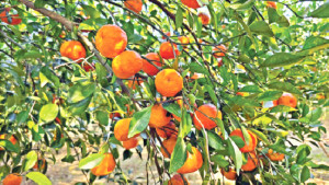 কমলা-মাল্টা-লেবুতে সম্ভাবনার সুবাস