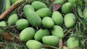 প্রশাসন বলছে, ঢলতা বন্ধ, বাজারে চলছে