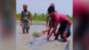 নিঝুমদ্বীপে জোয়ারের পানিতে ভেসে এলো দুটি ডলফিন