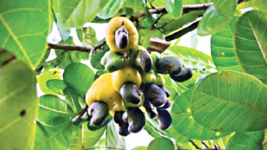 ফলের তিন হাজার কোটি টাকার বাজার পাহাড়ে