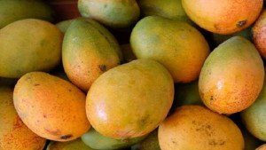 কখন আম খাওয়া ঠিক নয়