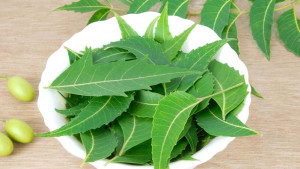 খালি পেটে নিম পাতা খাওয়ার যত উপকারিতা 