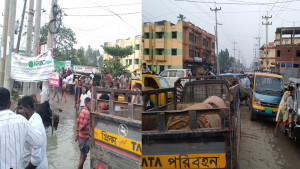 নবীগঞ্জে সড়কের পাশে পশুর হাট, ভোগান্তি