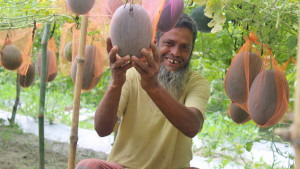 মালচিং পদ্ধতিতে অসময়ে তরমুজ চাষে লাভবান কৃষক