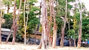 ১৩ হাজার একর বন  রক্ষায় মাত্র ৩০ কর্মী
