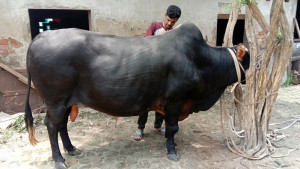 শেষ সময়েও বিক্রি কম পশু নিয়ে বিপদে খামারি