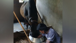 লড়াইয়ের ষাঁড় পালনে বছরে খরচ প্রায় ৬ লাখ