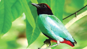 পরিযায়ী পাখি ১৭ রঙের শুমচা