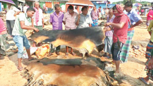 অর্ধশত বছরের চামড়ার  মোকাম রাজারহাট