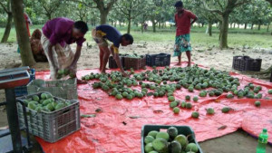 ১৫০ কোটি টাকার আম বিক্রির আশা, রপ্তানি হবে তিন দেশে