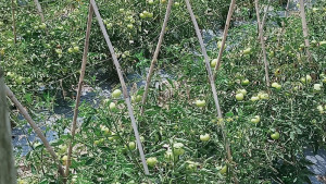 গ্রীষ্মকালীন টমেটোর বাম্পার ফলনে খুশি কৃষক