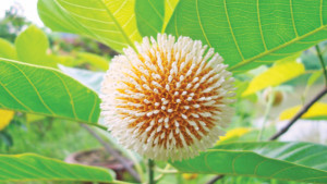 শুরু হলো বাদল ঝরা দিন