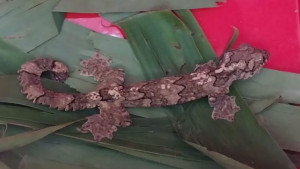 হাঁসপায়া তক্ষক উদ্ধার চক্রের ৯ সদস্য গ্রেপ্তার
