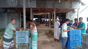 আমের ক্রেতা নেই অর্ধেক দামে বিক্রি