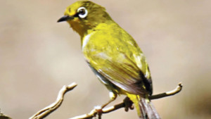মনকাড়া ছোট্ট পাখি শ্বেতাক্ষী