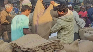 ধানেও ঢলন প্রথা  দিশেহারা কৃষক