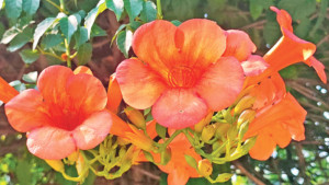 ট্রামপেট লতার মোহনীয় ফুল