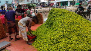 মরিচের কেজি ১৫ টাকা হতাশ চাষিরা