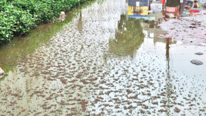 ৪১ নম্বর ওয়ার্ডে মশার ঝাঁক