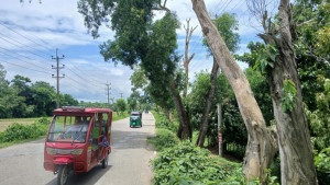 সড়কে মরা গাছ, চলাচলে ঝুঁকি