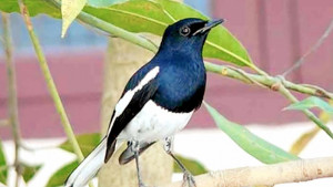 জাতীয় পাখি হারিয়ে যাচ্ছে কেন