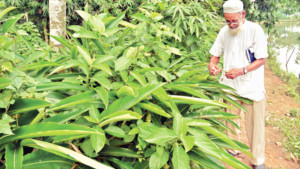 গাছপাগল কাদেরের ভেষজ সাম্রাজ্য