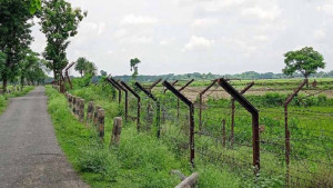 হারানো কোরবানির মহিষটি ভারত থেকে ফেরত আনলো বিজিবি