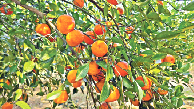 কমলা-মাল্টা-লেবুতে সম্ভাবনার সুবাস কমলা-মাল্টা-লেবুতে সম্ভাবনার সুবাস