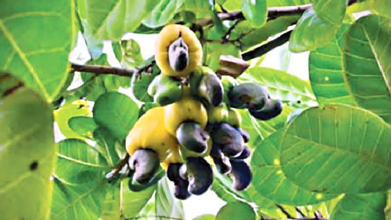 ফলের তিন হাজার কোটি টাকার বাজার পাহাড়ে ফলের তিন হাজার কোটি টাকার বাজার পাহাড়ে