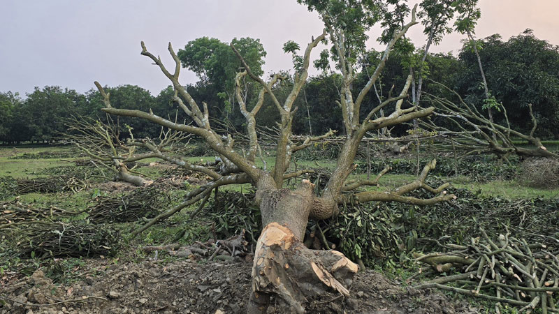 লোভের মাশুল গুনছেন আমচাষি লোভের মাশুল গুনছেন আমচাষি
