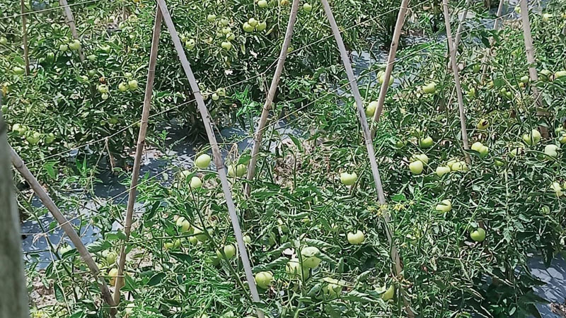 গ্রীষ্মকালীন টমেটোর বাম্পার ফলনে খুশি কৃষক গ্রীষ্মকালীন টমেটোর বাম্পার ফলনে খুশি কৃষক