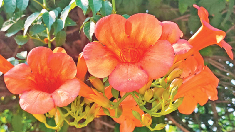 ট্রামপেট লতার মোহনীয় ফুল ট্রামপেট লতার মোহনীয় ফুল