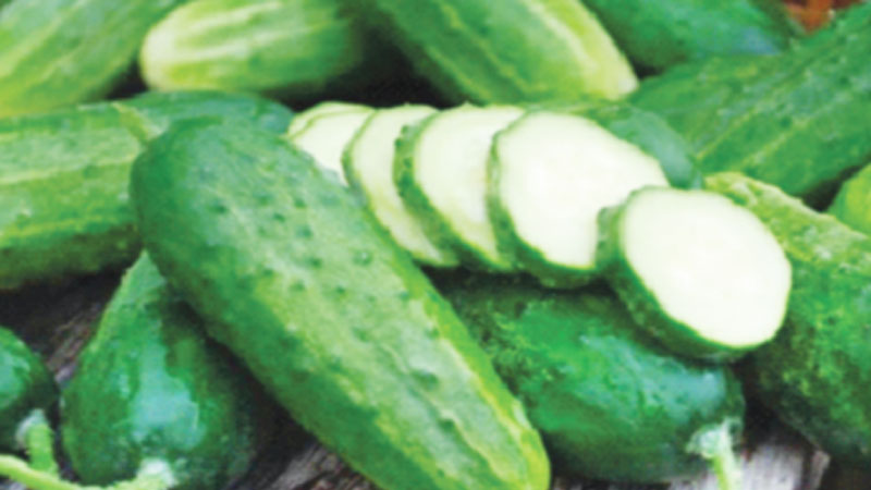 শসার উপকারিতা শসার উপকারিতা