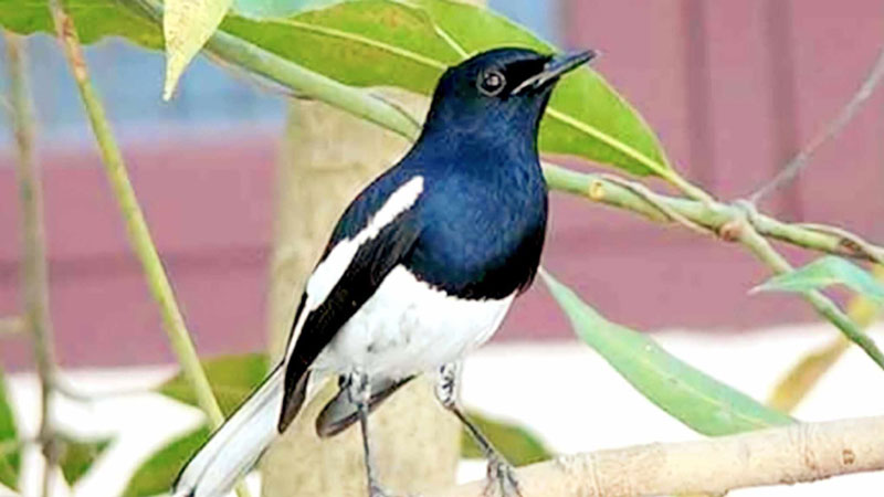 জাতীয় পাখি হারিয়ে যাচ্ছে কেন জাতীয় পাখি হারিয়ে যাচ্ছে কেন
