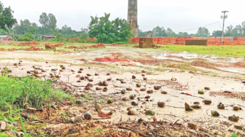 ভাটার ধোঁয়ায় ঝরছে বাগানের আম-লিচু ভাটার ধোঁয়ায় ঝরছে বাগানের আম-লিচু