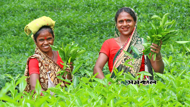 ১১ দফা দাবিতে চা শ্রমিকের স্মারকলিপি ১১ দফা দাবিতে চা শ্রমিকের স্মারকলিপি