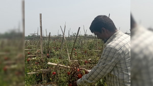 জমিতেই নষ্ট হচ্ছে টমেটো